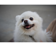 Pomeranian Price in Afzalgarh, Dog for Sale - 1