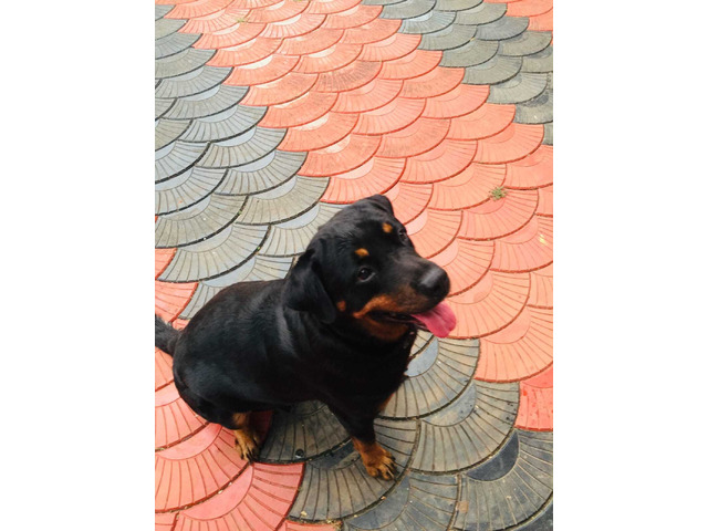 We are seling the Rottweiler dog which is of 3 years - 2/3
