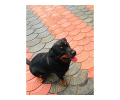 We are seling the Rottweiler dog which is of 3 years - 2