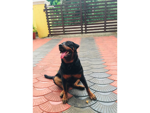 We are seling the Rottweiler dog which is of 3 years - 3/3