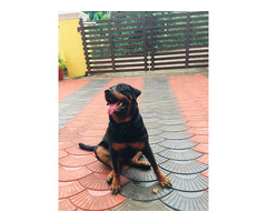 We are seling the Rottweiler dog which is of 3 years