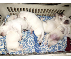 Puppies White Labrador available