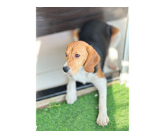 Beagle urgent sale