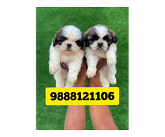 Shihtzu Puppy Buy Online Punjab Jalandhar Pet Shop