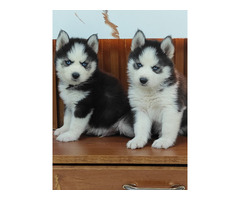 Siberian Husky Puppies Available in Delhi 9891116714