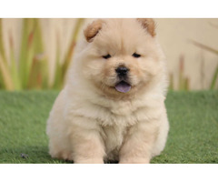 Chow Chow Puppies Available in Delhi 9891116714