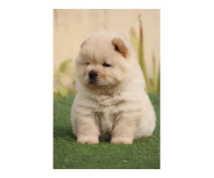 Chow Chow Puppies Available in Delhi 9891116714