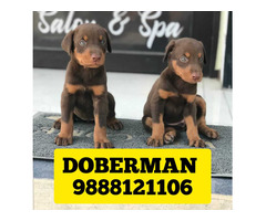 Doberman puppy buy online pet shop near me