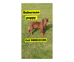 Doberman puppy buy online  low price punjab available in jalandhar city