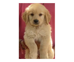 Golden retriever puppies available in Delhi Gurgaon 7082092005 - 1