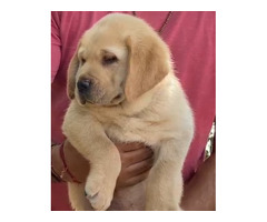 Labrador puppies available in Delhi Gurgaon 7082092005 - 1