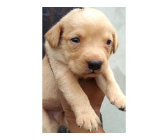 Top quality Labrador puppy available - 1