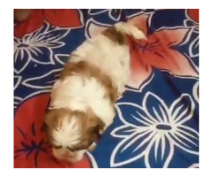 Shitzu Female Puppies Available in Delhi and Gurgaon - 1