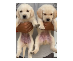 Labrador Puppies Available in Delhi and Gurgaon