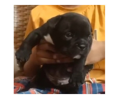 Labrador Black Male available in Delhi and Gurgaon - 1