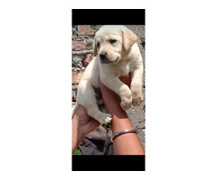 Labrador Female Puppies Available in Delhi Gurgaon - 1