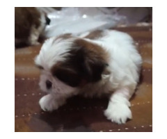 Shih tzu Male and Female Available