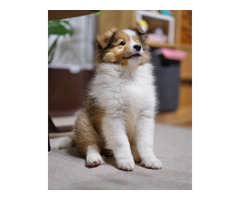 Cute sheltie puppy for sale