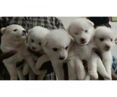 Pomerian puppies available - 1