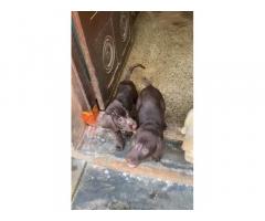 Chocolate Brown Lab Male puppies available for sales - 1