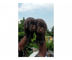 Choclate colour lab puppies available in chennai