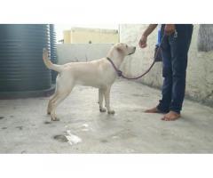 Semi adult Labrador female available for sale in pune - 1