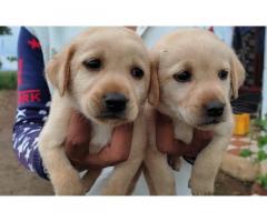 Labrador Puppies for sale in mumbai - 1
