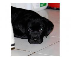 Black Labrador for sale kharghar new mumbai - 1