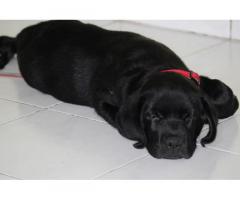 Black Labrador for sale kharghar new mumbai