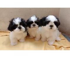 Top quality Shihtzu male puppies available
