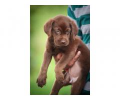 Labrador Brown Color Female available - 1