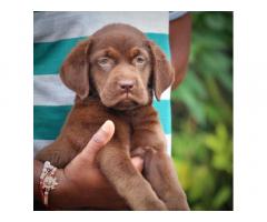Labrador Brown Color Female available