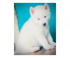 Siberian Husky blue eyes male puppy available - 1