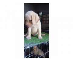 Labrador puppies for sale in ambala haryana