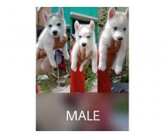 Husky male and female puppies available for sale