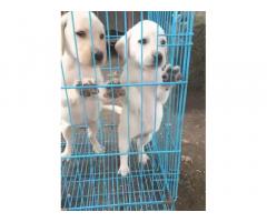 Labrador female available for sale in Ahmadnagar