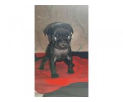 Black Pug puppy for Sale in pune