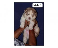 Husky Puppy available in ambala - 1