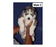 Husky Puppy available in ambala - 2