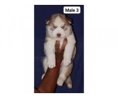 Husky Puppy available in ambala - 3