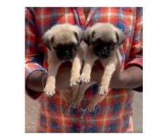 Pug Male Puppies Available In Bangalore - 1