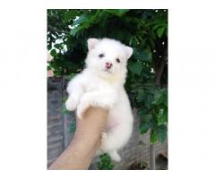 Pomeranian male Puppy for sale - 1
