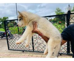 Husky Male Puppy With Paper And All Vaccine Complete Available Location Pune - 2