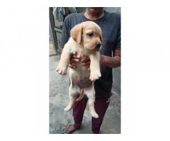 Labrador female available for sale in nabha