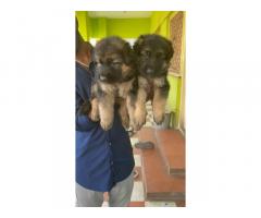 German shepherd Direct imported blood line puppies available