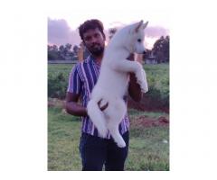 Husky male puppy for sale in bangalore - 1