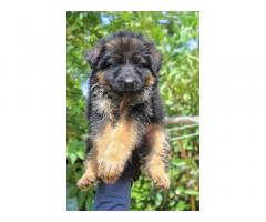 German Shepherd Dog Buy Online, gsd Price, gsd dog for sale