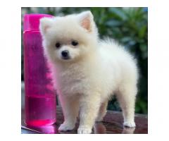 Pomeranian Puppies available for sale