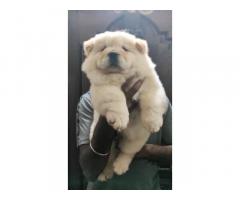 Excellent Quality Chow Chow Puppies for sale in Chennai, Price