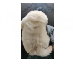 Excellent Quality Chow Chow Puppies for sale in Chennai, Price